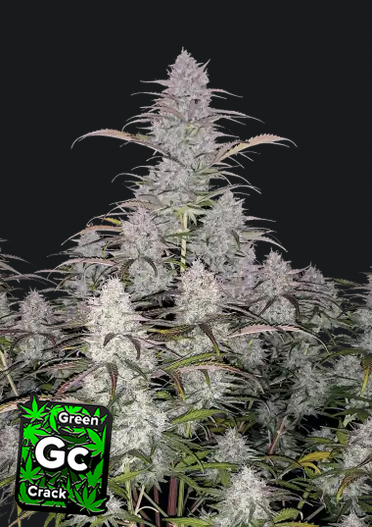 Green Crack.png